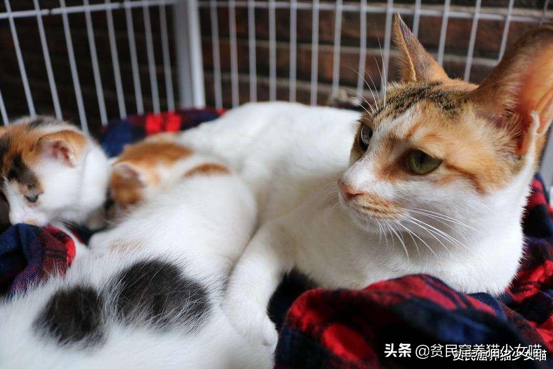 为什么不建议家养宠物猫笼养,猫咪笼养的标准是什么