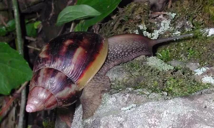 非洲野味入侵全球：在这种巨型蜗牛面前，中国吃货根本狂不起来