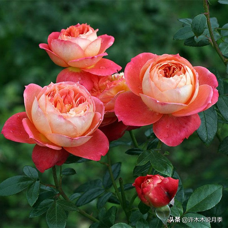 买到假月季苗怎么办,怎样网购月季不受骗