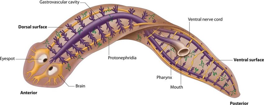 科学家发现的神秘恐怖生物,科学家发现的恐怖生物
