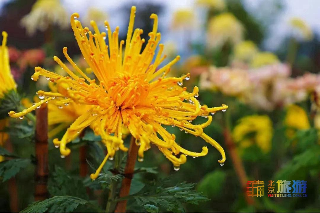 国庆北京旅游攻略景点图片欣赏,国庆北京旅游攻略视频大全