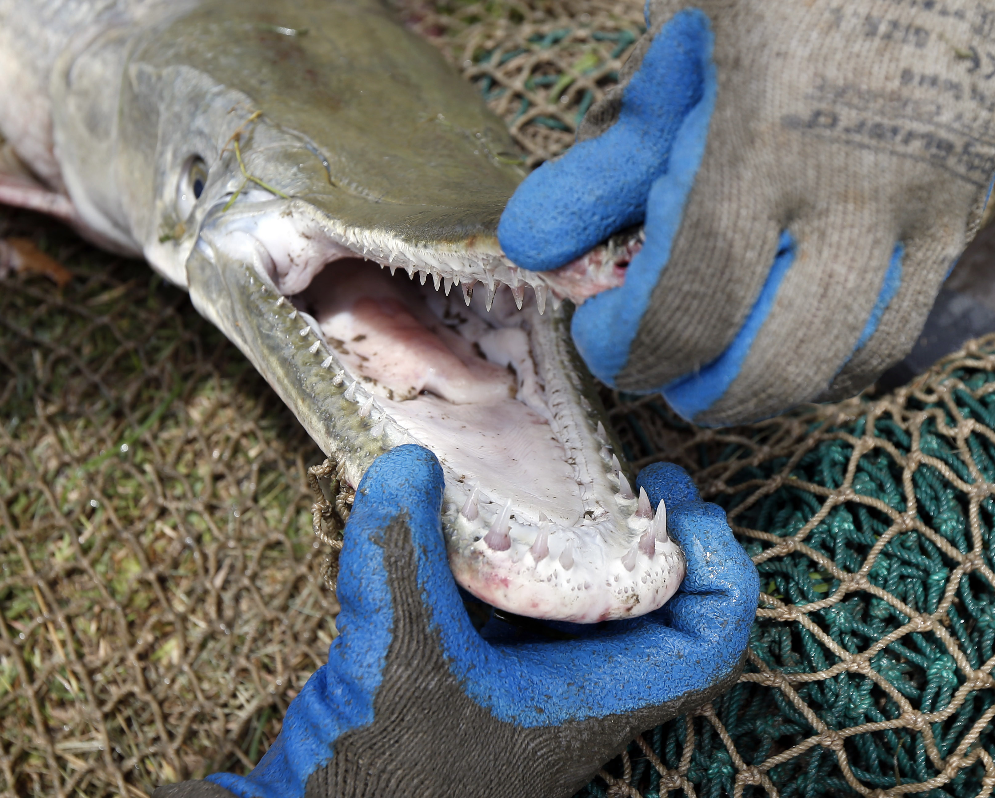 原产美国的“火箭鱼”，卵有毒不能吃，来到我国成为“水中一霸”