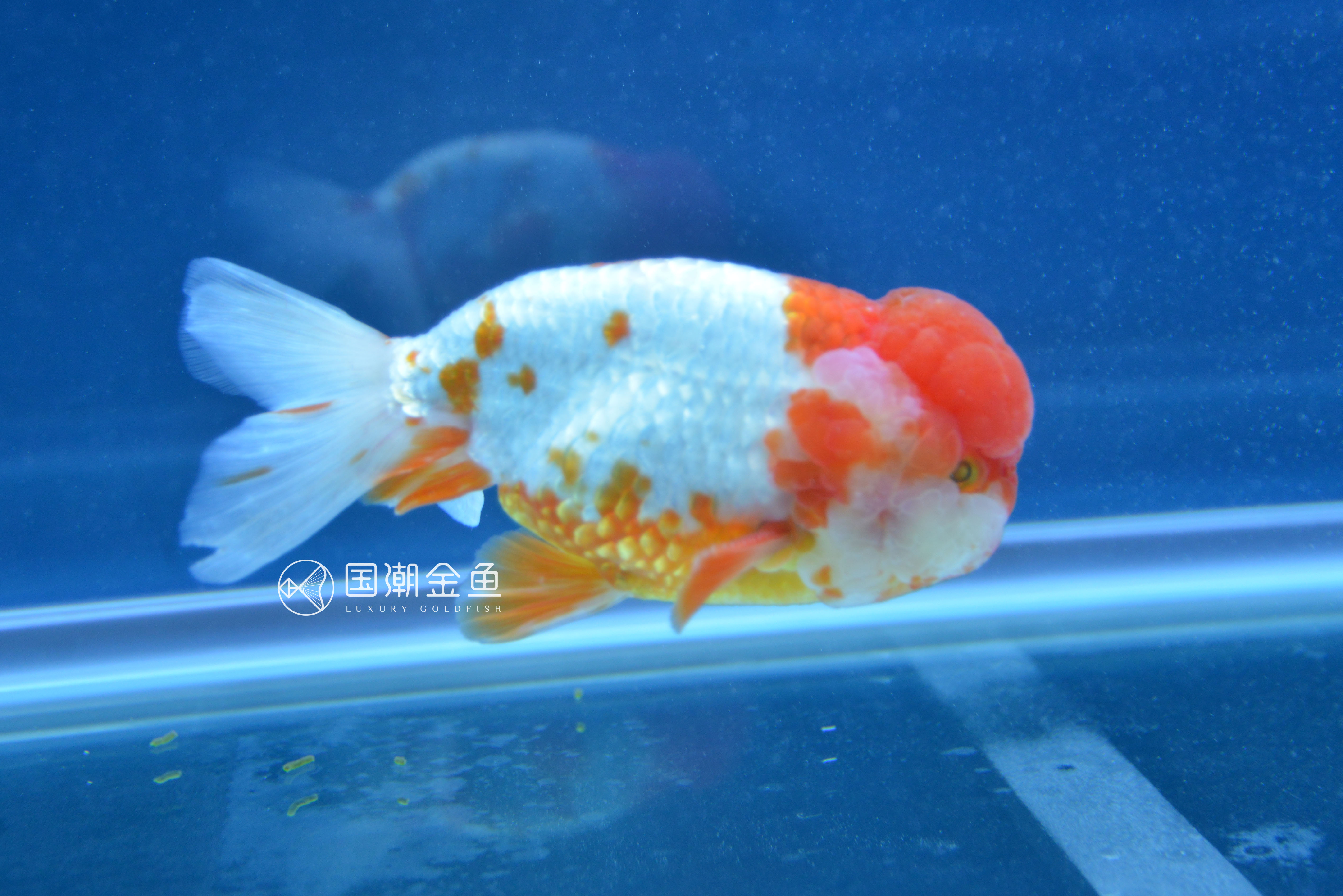 饲养金鱼的正确方法是什么,饲养金鱼水温