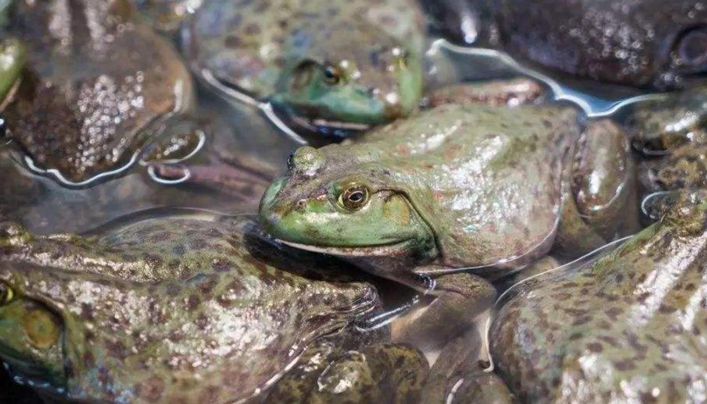 爆炒牛蛙真的绝了下酒下饭的好菜,酸菜炒牛蛙酸辣开胃下饭太香了