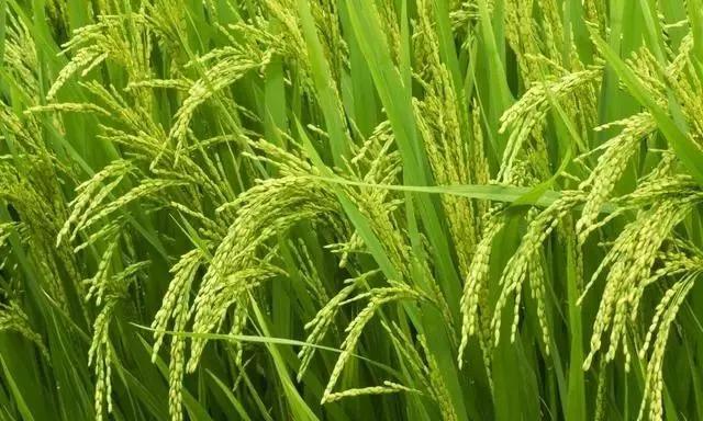 磷酸二氢钾假货是肥效不够吗,什么样的磷酸二氢钾是真的