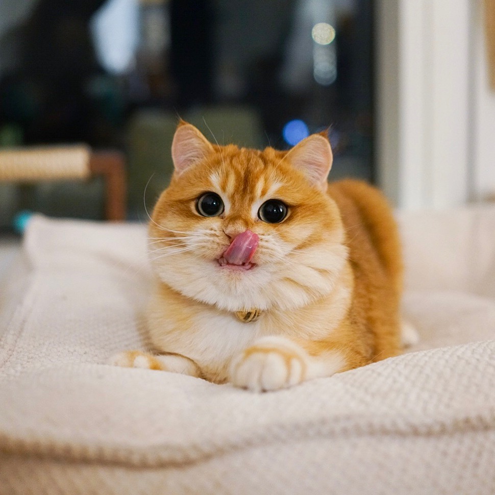 猫咪流口水是不是食物中毒,猫咪流口水还发臭应该吃什么药