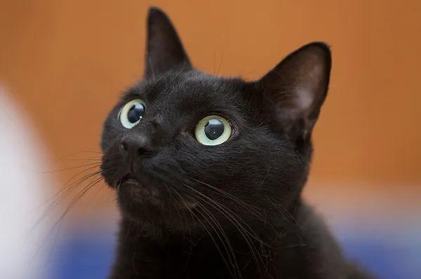 所有品种的黑猫都辟邪吗,黑猫辟邪又招财