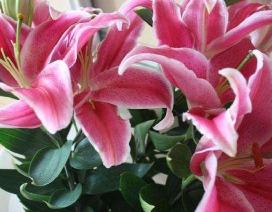 百合花花苞没开就脱落了怎么回事,百合花没全开就凋谢是怎么回事