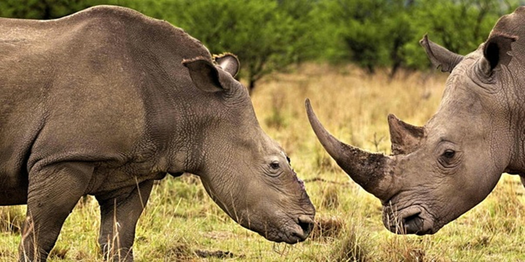 犀牛角为什么要提前锯掉,为什么要把犀牛角割下来