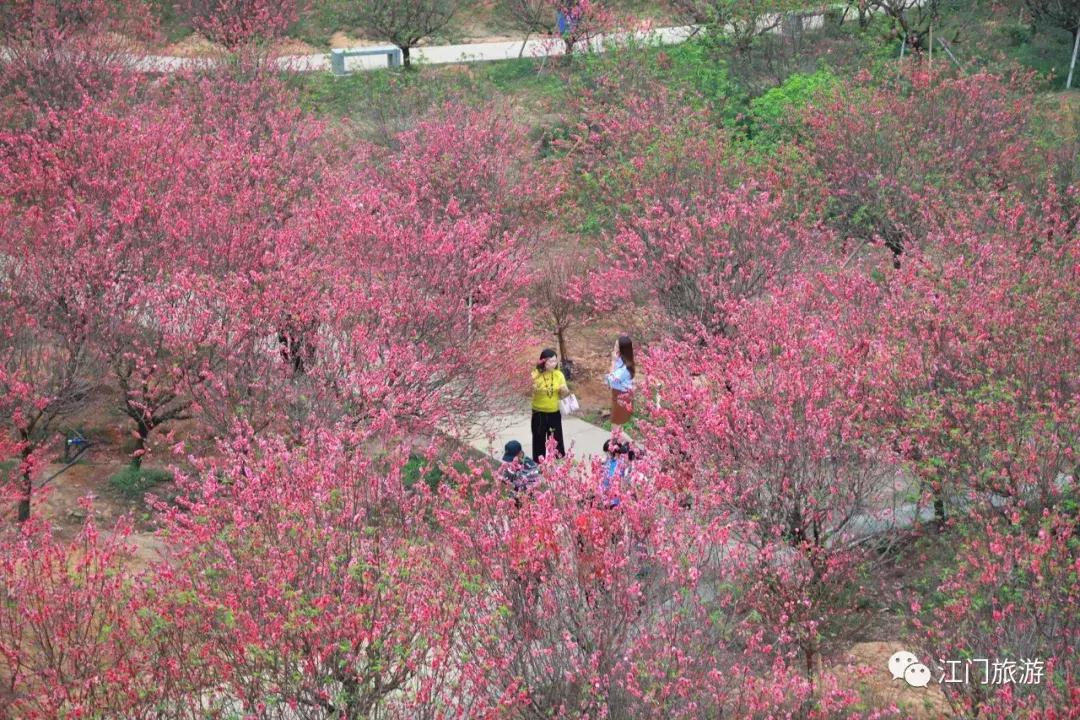繁花似锦樱花美景,繁花似锦的花海
