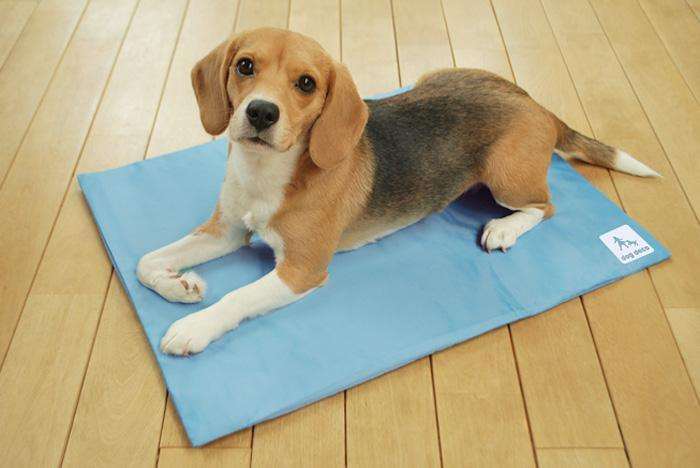 狗狗求救的8种信号铲屎官自查,狗狗易患的疾病铲屎官养犬须知