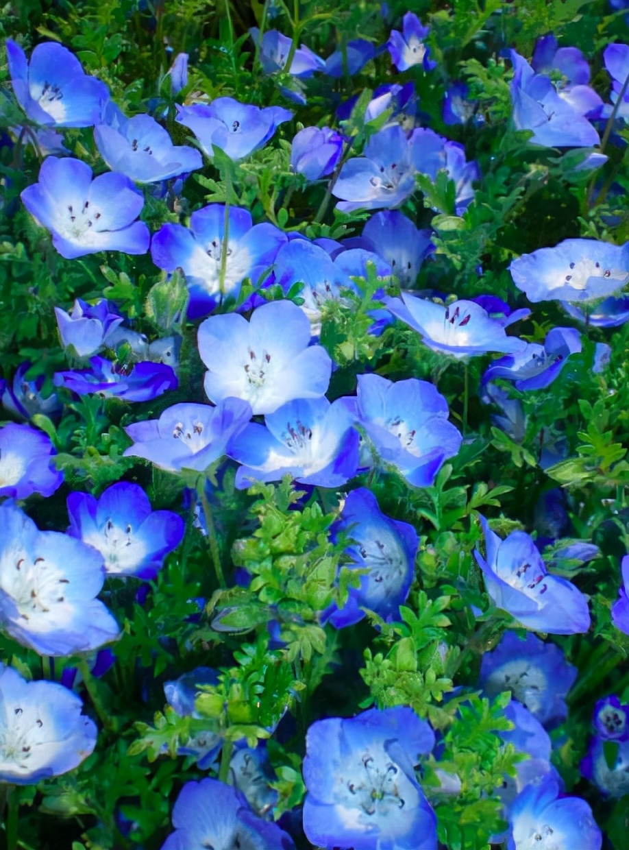 十种蓝色花,常见的六种蓝色花