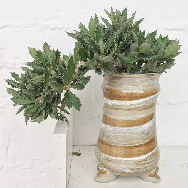 霸气侧漏的多肉植物,霸气的多肉