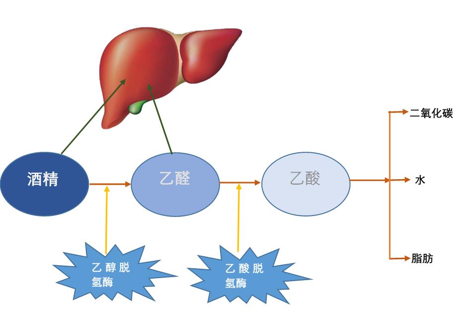 健康知识科普酒精肝要不要治疗,酒精肝需要终身戒酒吗