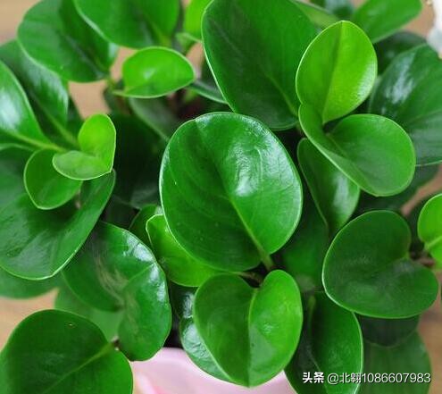 豆瓣绿发黄怎么补救,豆瓣绿叶子卷曲发黄怎么办