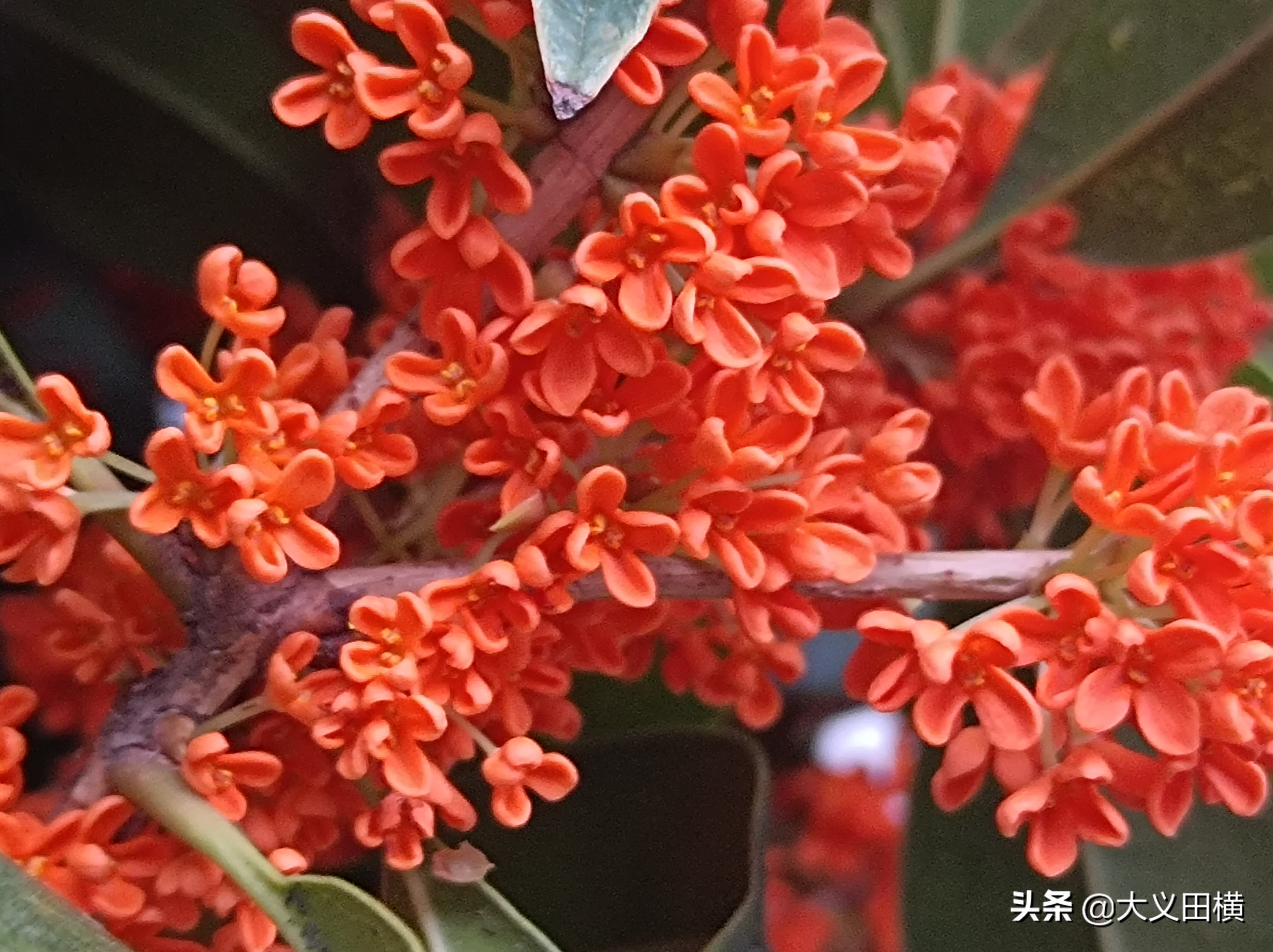 秋天到了金桂有什么变化,金桂为什么没有香味