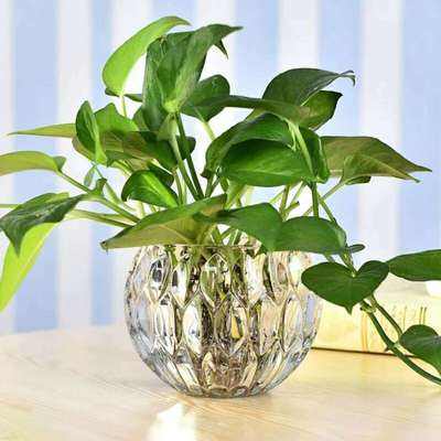 植物土生根和水生根的区别,水生根都有哪些植物