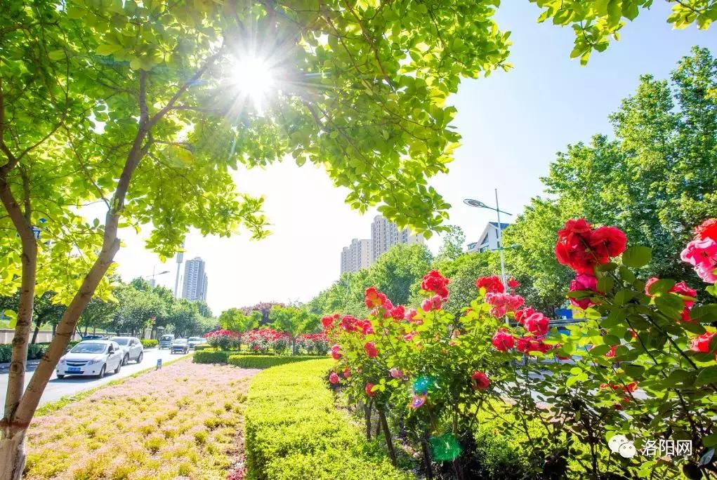 洛阳向全球推介,洛阳向世界发出邀请