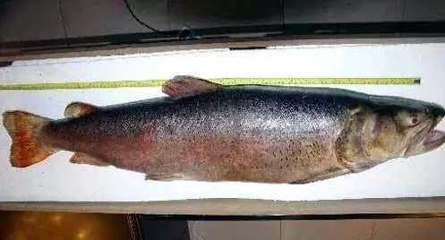 松花江名鱼排行,黑龙江和松花江的鱼