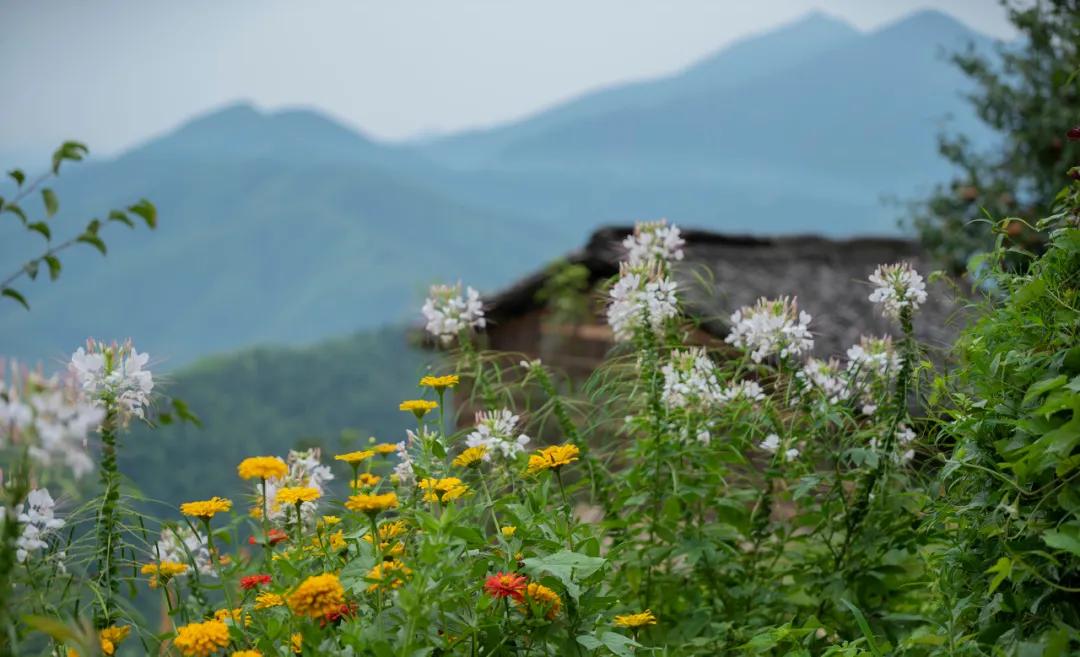 安徽春天美丽的视频,安徽美丽的春天