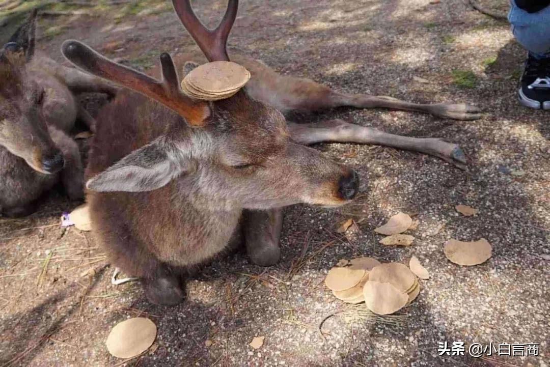 没有中国游客的日本景区,日本旅游业怎么样了