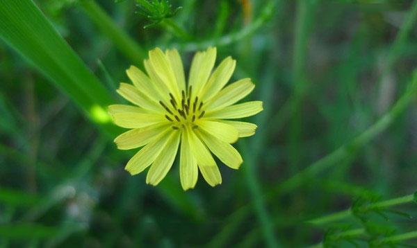 路边能拿回家养的植物,在路边遇到这种野草一定要带回去