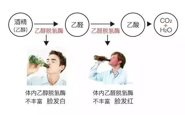 喝头孢后为什么不能喝酒,为什么吃了头孢后不能喝酒