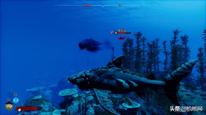 食人鲨从哪里买的,食人鲨值得买吗