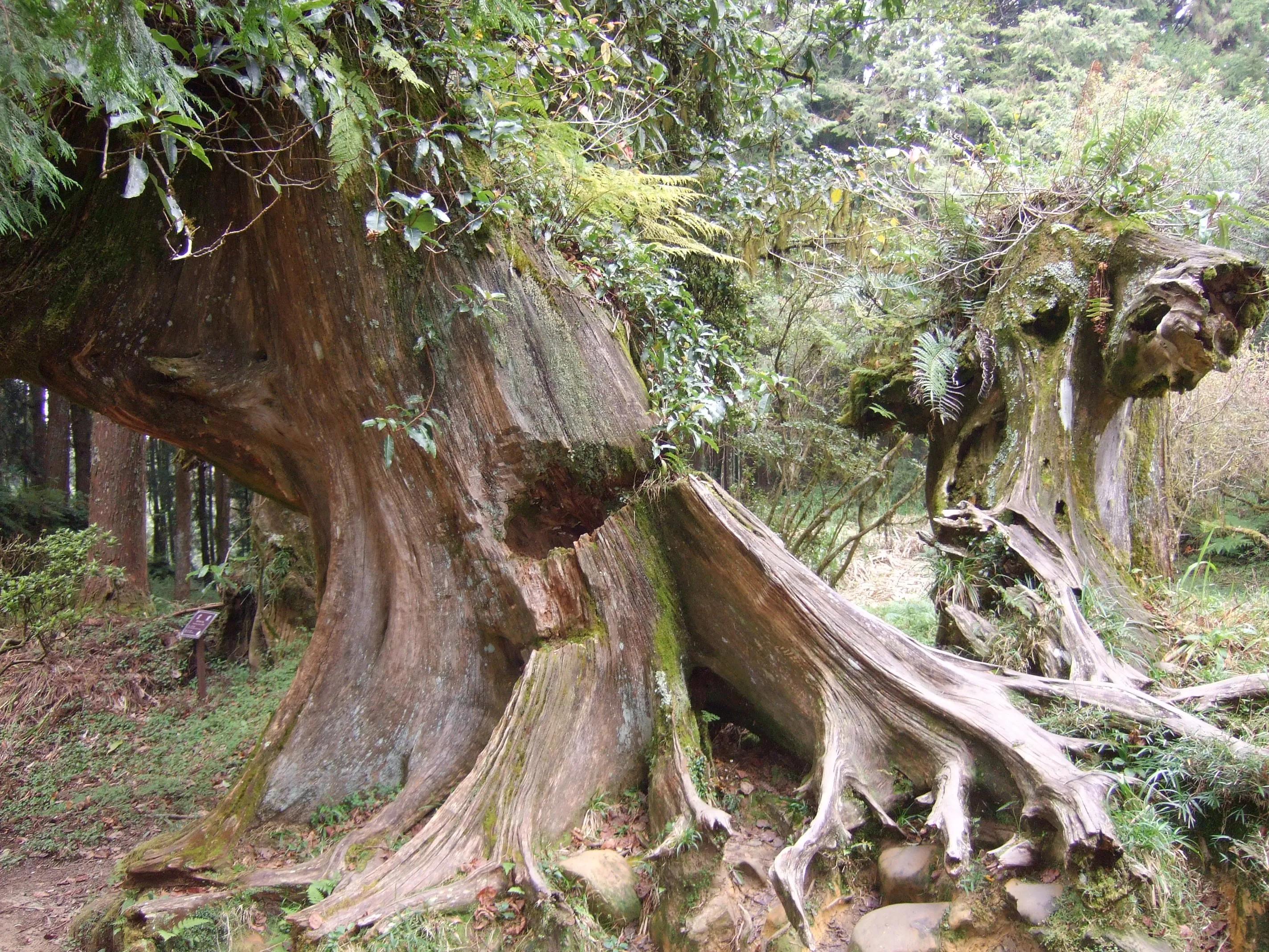 阿里山美丽动人的传说,阿里山的风光美如画