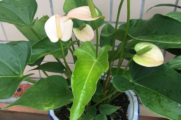 粉掌的花怎么养用不用老浇水,粉掌长不高怎么回事