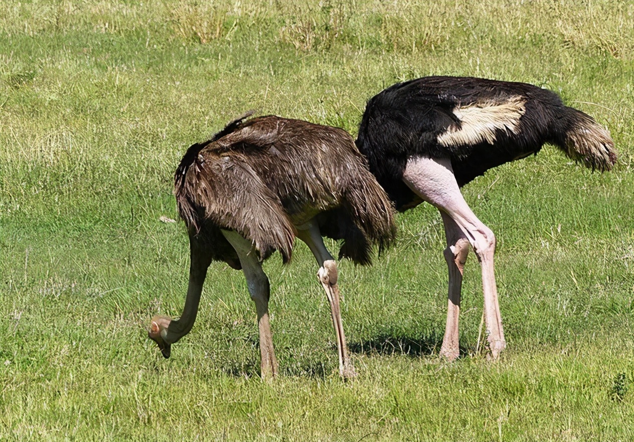 鸵鸟躲避危险的方式,鸵鸟遇到危险时会把头埋在土里吗