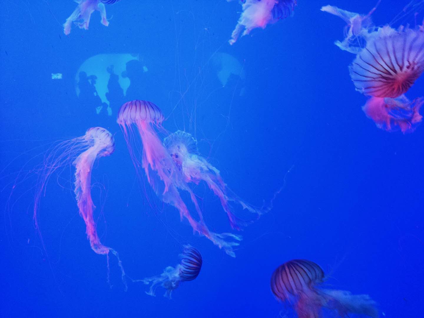 重庆海石公园网红打卡地,重庆汉海海洋公园怎么样