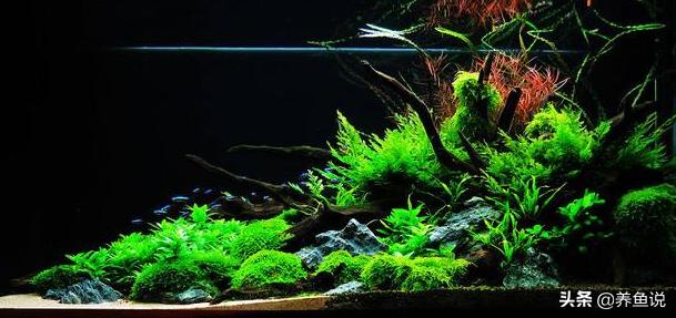 水草缸鱼好养吗,水草缸好养吗