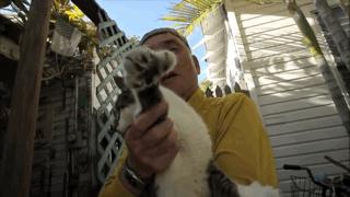 大家都在争抢猫爪杯？吸猫的最高境界，带着摄影机“猫步走天下”