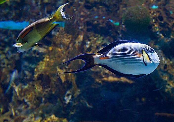北京海洋馆亲子套票两大一小,北京海洋馆里面的儿童乐园