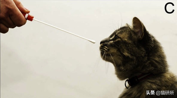 捡到的流浪小猫还能还给猫妈妈呢,从路边捡回来的小猫咪该怎么照顾