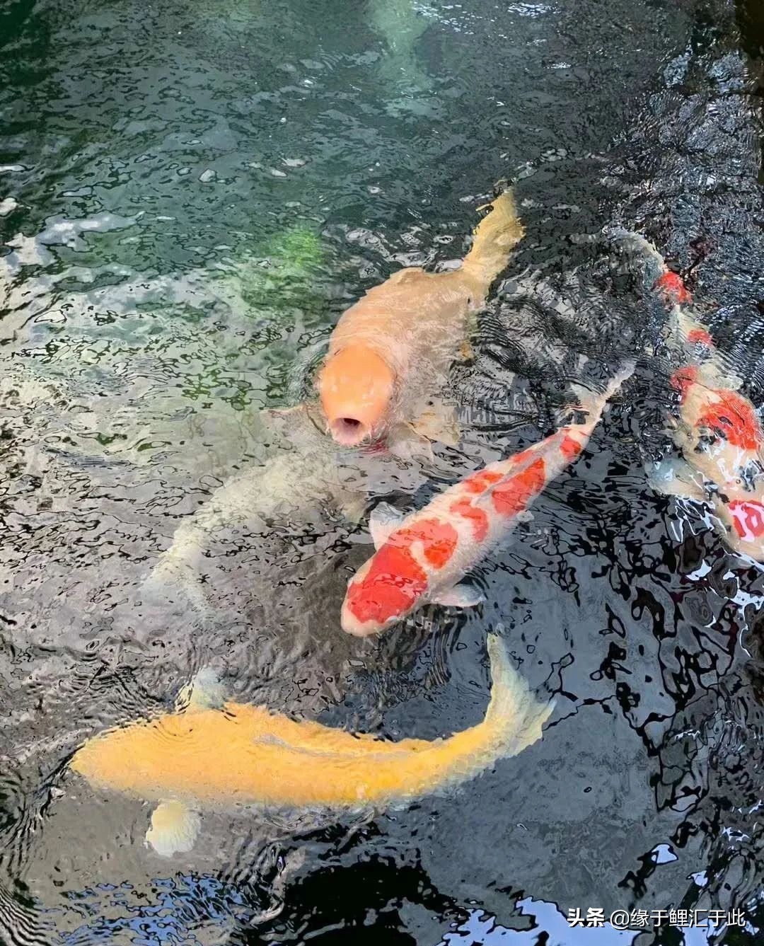 新鱼池除碱的最佳方案,水泥做的鱼池怎么脱碱