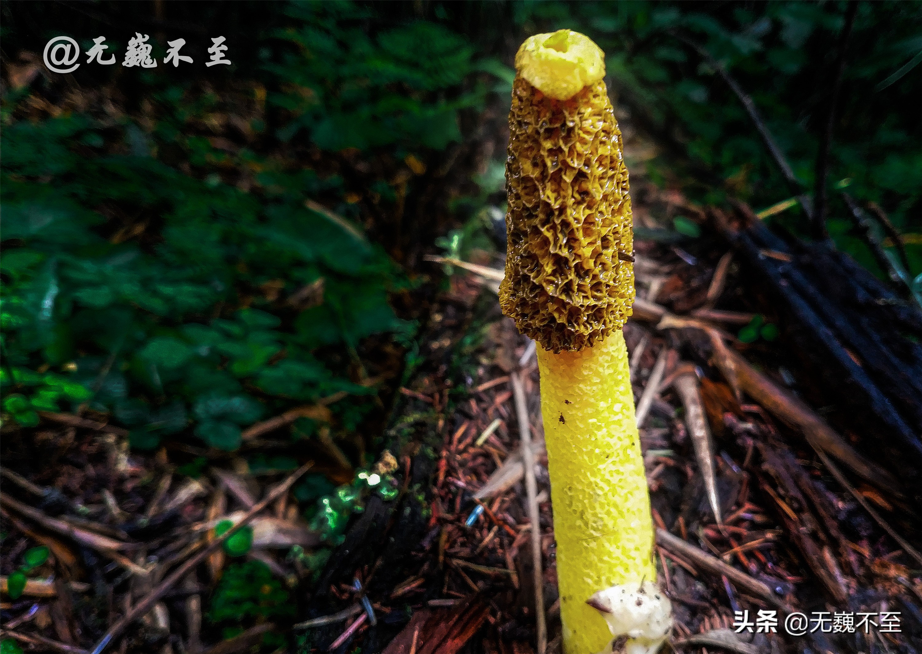 梅里北坡亚贡村，山美水美人更美，真正的香格里拉秘境