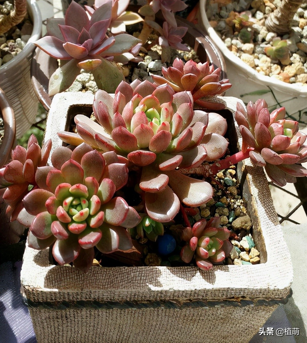 红宝石三年不爆盆是什么原因,红宝石怎么养爆盆