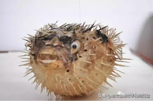 宠物鱼推荐小型的鱼,哪种宠物鱼最可爱