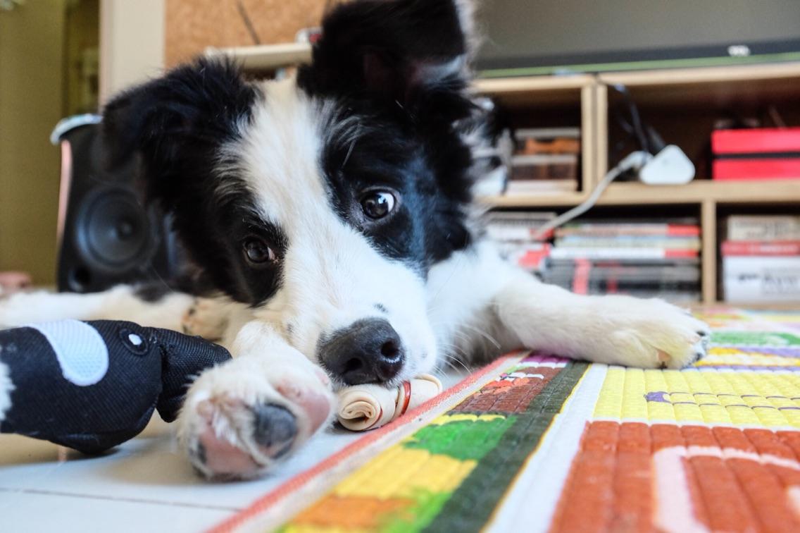 打雷怎么安慰狗狗,打雷狗狗害怕躲起来