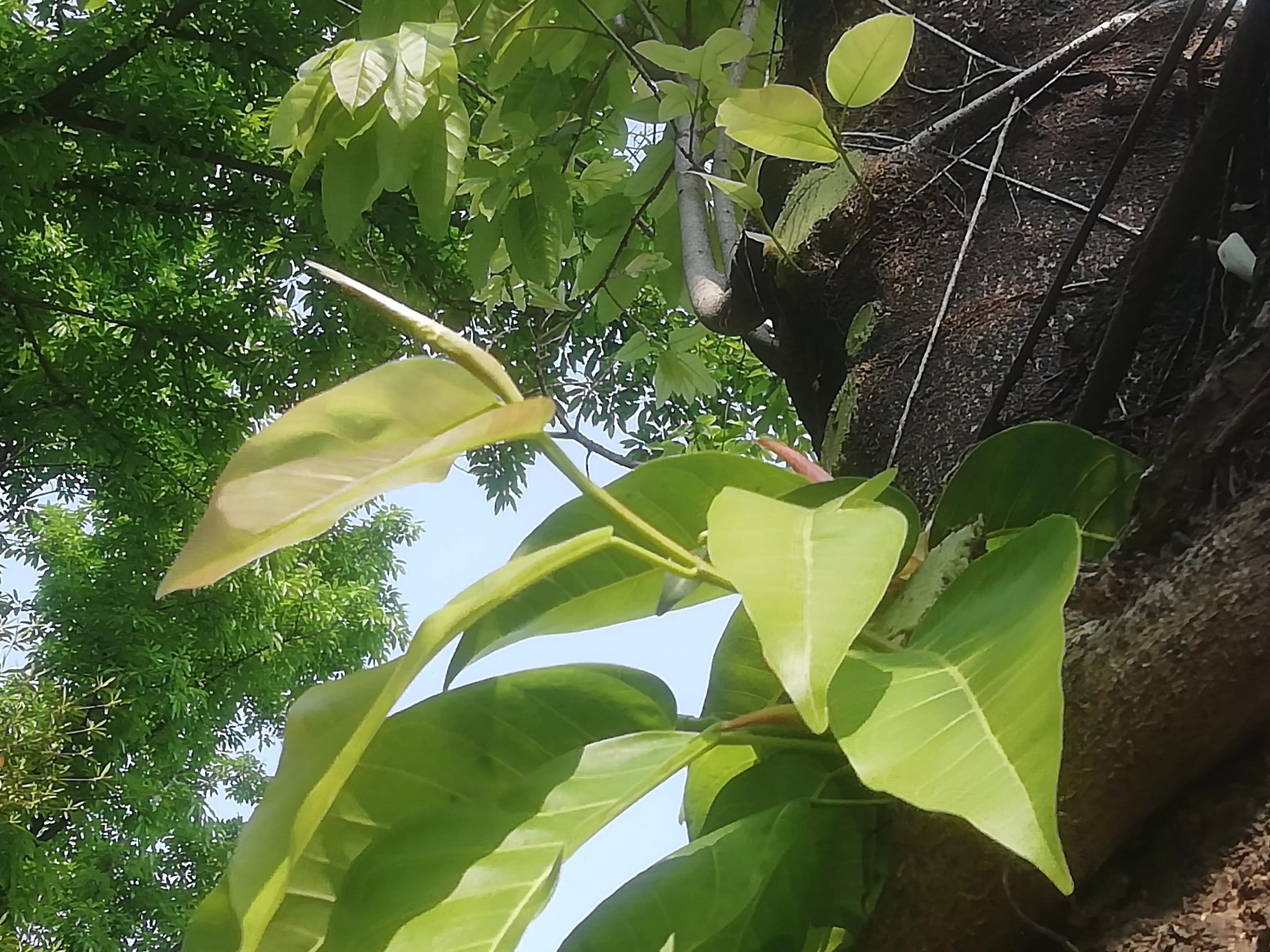 舞蹈怒放的生命,怒放的生命活出精彩