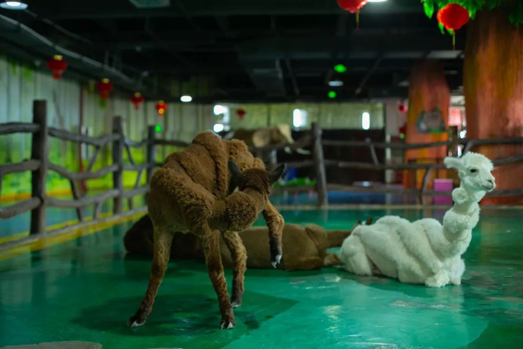 海洋剧场秀、丛林萌宠乐园、风车向阳花，昆明热闹新春，属于它