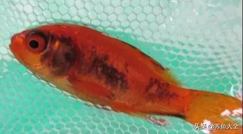 金鱼身上长黑斑是什么原因,金鱼身上长黑斑怎么回事