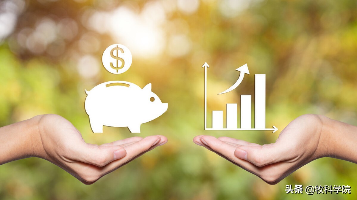 明日猪价行情11月,明日猪价储备冻猪肉投放市场