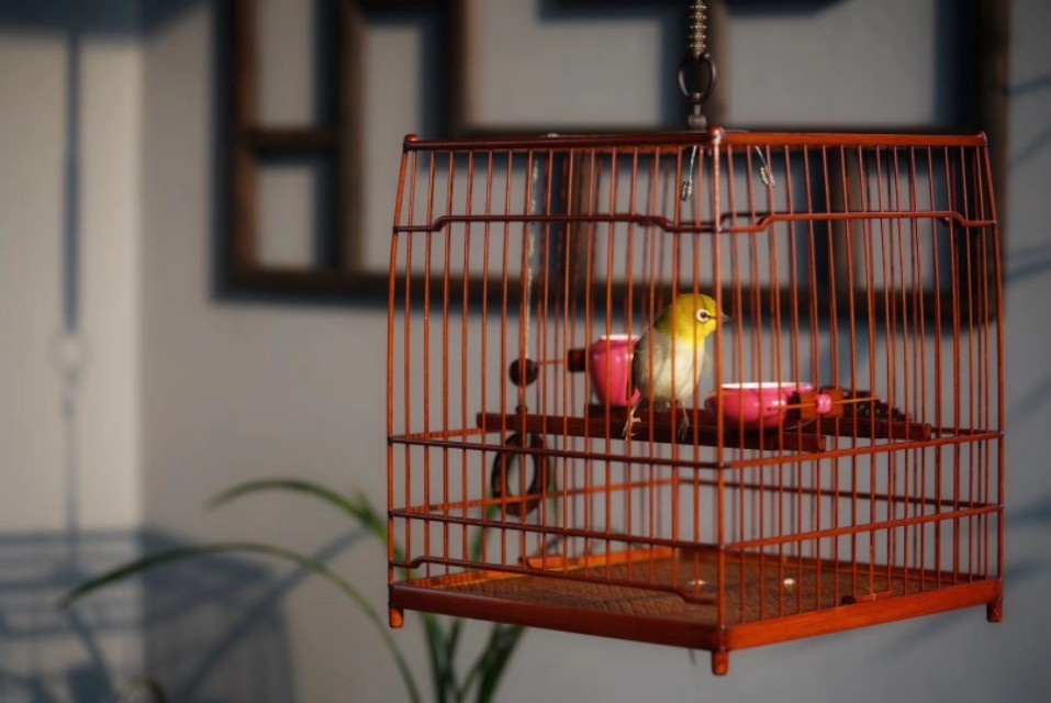 一个闲字一个鸟字读什么,一个闲一个木字念什么