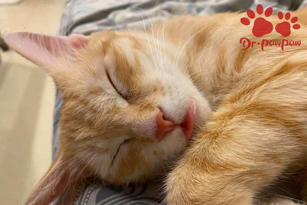 普安特猫咪药靠谱吗,普安特可以治疗猫咪拉稀吗