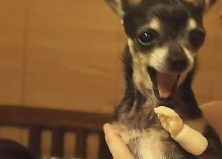 狗狗前爪瘸了很长时间,狗狗前肢天生残疾