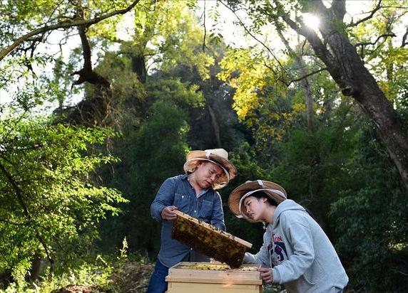 蜜蜂白垩病最怕什么,制霉素治疗蜜蜂白垩病