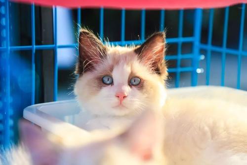 手套色布偶猫价格多少钱一只,布偶猫一只多少钱正常